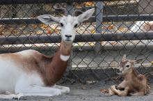 Dama gazelle mom and calf