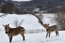 Hartmann's mountain zebra mother Mackenzie (L) and her son Yipes (R) in the snow at SCBI.
