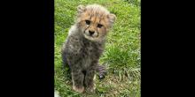 A photo of a male cheetah cub sitting in grass, looking toward the camera.