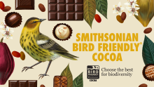 Vibrant graphic with yellow bird and cacao pods and seeds, chocolate and leaves.