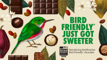 Vibrant graphic with emerald green broad-billed tody surrounded by cacoa pods and seeds, chocolates and leaves.