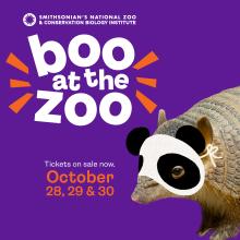 Boo at the Zoo ad featuring an armadillo wearing a pretend giant panda Halloween mask. 