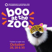 Boo at the Zoo ad featuring a lemur wearing a pretend cheetah Halloween mask. 