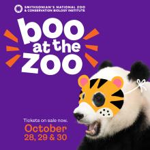 Boo at the Zoo ad featuring a giant panda wearing a pretend tiger Halloween mask. 