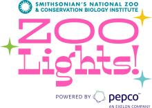 ZooLights logo. "Smithsonian's National Zoo & Conservation Biology Institute" is written in blue-teal at the top. "ZOO Lights" is just below in pink, and "Powered by Pepco" is below that and toward the right in dark purple.  