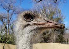 A close-up of an ostrich's head in profile. It has wispy feathers, a large, round eye and a large beak