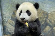 A sleepy giant panda cub Xiao Qi Ji cradles a slice of apple in his paws.