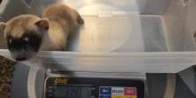 Potpie's female black-footed ferret kit stands in a small clear, plastic bin placed on a silver scale. The scale reads the kits weight, 3140 grams.
