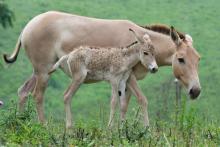 A Persian onager filly and her mother at the Smithsonian Conservation Biology Institute.