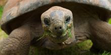 Aldabra Tortoise eating grass.
