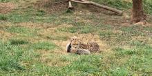 A mother cheetah lays between her cubs in a grassy yard. The cub in front of her is laying parallel to her. The cub behind her is peeking his head above hers. All three cheetahs are facing the camera.