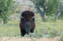 An American bison with thick, dark fur, a sturdy body, a large head and two short, curved horns stands in tall grasses on the American Prairie Reserve in Montana