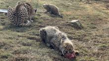 Three cheetahs lay in a yard, gnawing on horse bones. In the foreground is a male cub (named Ziad) who is facing toward the camera. Behind him and to the left is the mother cheetah, Amani, who is facing away from the camera. And beyond her is another cub.