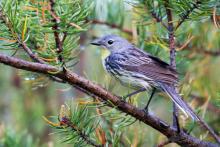 A female Kirtland's warbler songbird perched on the branch of a jack pine tree