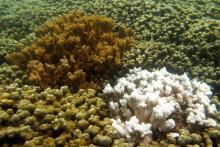 An underwater photo of a bleached coral next to a healthy coral. The healthy coral is vibrant and colorful, while the bleached coral is a stark white.