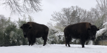 Two female American bison stand in a snow covered yard.