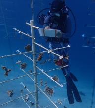 Marine researcher Claire Lager is equipped with scuba gear as she examines an underwater coral nursery. The coral "tree" is built of PVC pipe and has pieces of coral hanging from its branches.