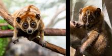 Two images are put together. The image on the left is of a male pygmy slow loris leading forward off two criss-cross branches. The image on the right is a female pygmy slow loris, who appears to be sitting on a branch.