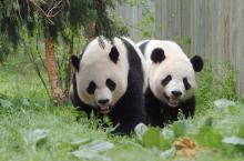Giant pandas Mei Xiang and Tian Tian stand together in a grassy yard at the Zoo