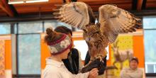 A large owl with its wings spread perches on a girl's gloved hand, while a bird expert helps