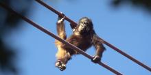 Bornean orangutan Redd traverses the O-Line. 