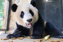 Giant panda Xiao Qi Ji eats leafeater biscuits and sugar cane. 