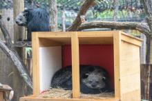 A binturong sits atop a tree branch (left) while the other shelters in a covered area (right).