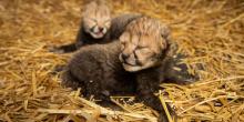 two cheetah cubs with their eyes closed lay in hay