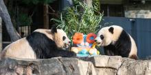 Two pandas eating sitting on a rock formation eat an ice cake with bamboo and the number 50.