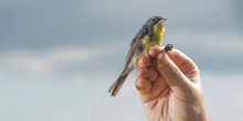 Hand holding a radio tagged Kirtland’s Warbler, a yellow and gray songbird, just before releasing it. 