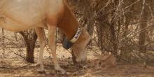 Adult scimitar-horned oryx and calf in the wild in Chad