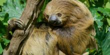 two-toed sloth clinging to a tree branch