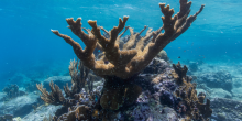 Elkhorn coral in the ocean. 