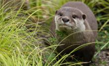 An Asian small-clawed otter walking in the grass. It's a weasel-like animal with small ears, whiskers, short lets, sleek, coarse, wet fur, and a long, thick tail.