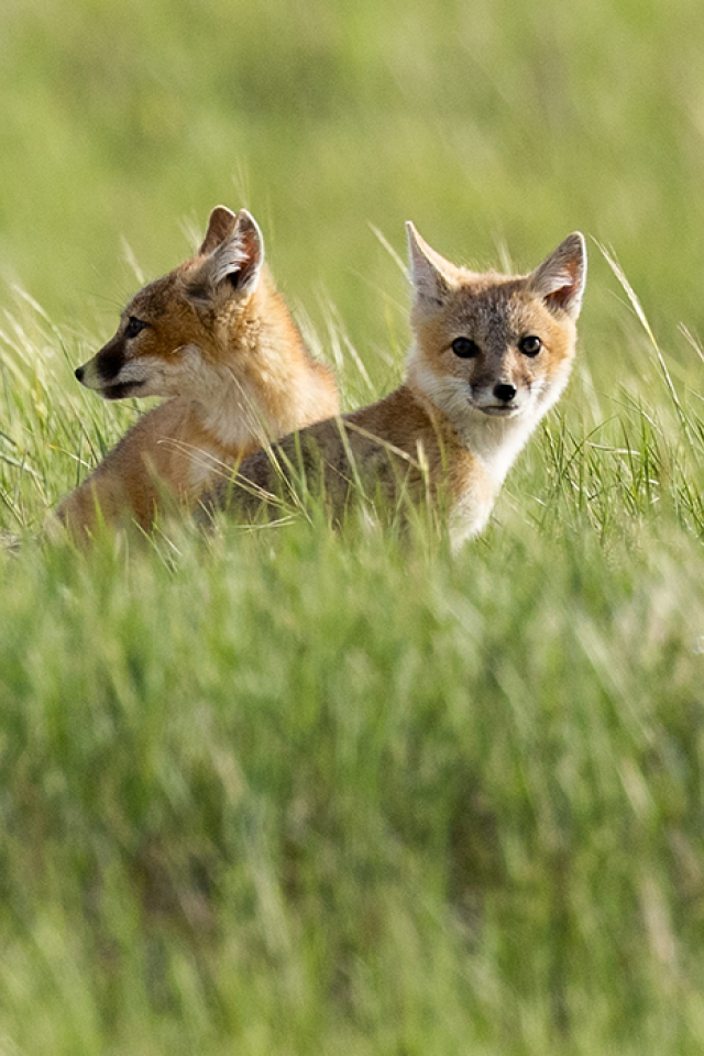 two swift fox cubs sit in tall green grasses on the prairie