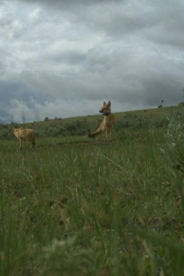 Camera trap photo of a swift fox pup walking through a grassy field.