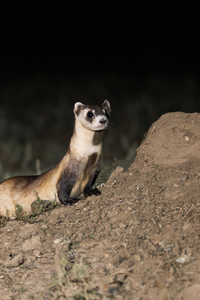 Photo of a wild black-footed ferret standing attentively at the mouth of a burrow.