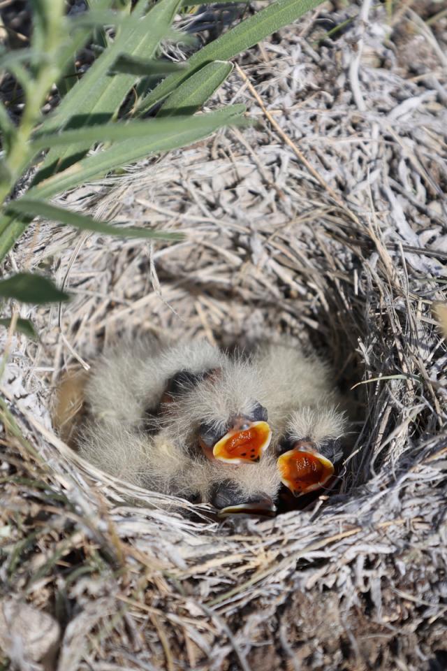 Horned lark chicks with tufts of soft feathers and open mouths in their nest on the ground, surrounded by grasses, dirt and rocks