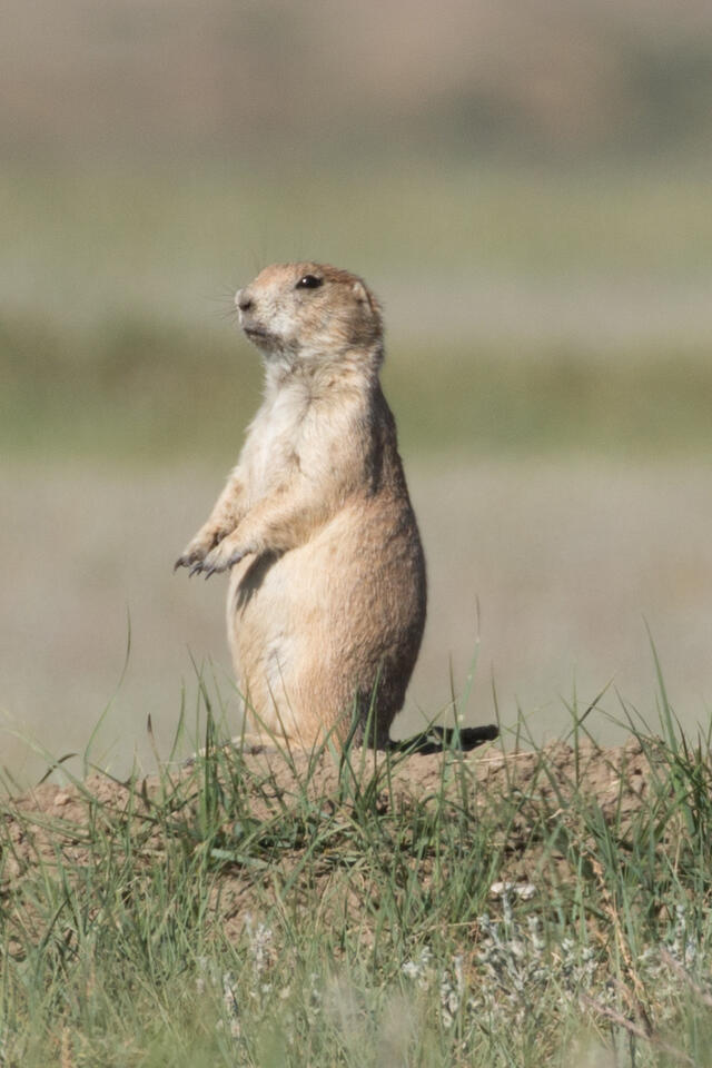 A black-tailed prairie dog stands on its hind legs in short grasses on the plains of Montana