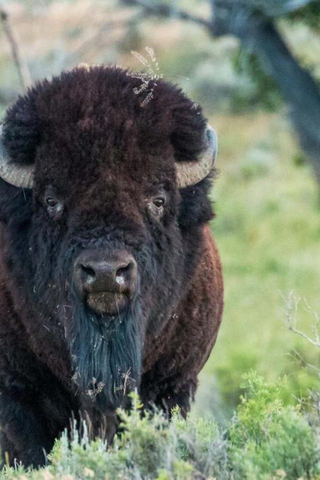 American bison on the American Prairie Reserve in Montana. 