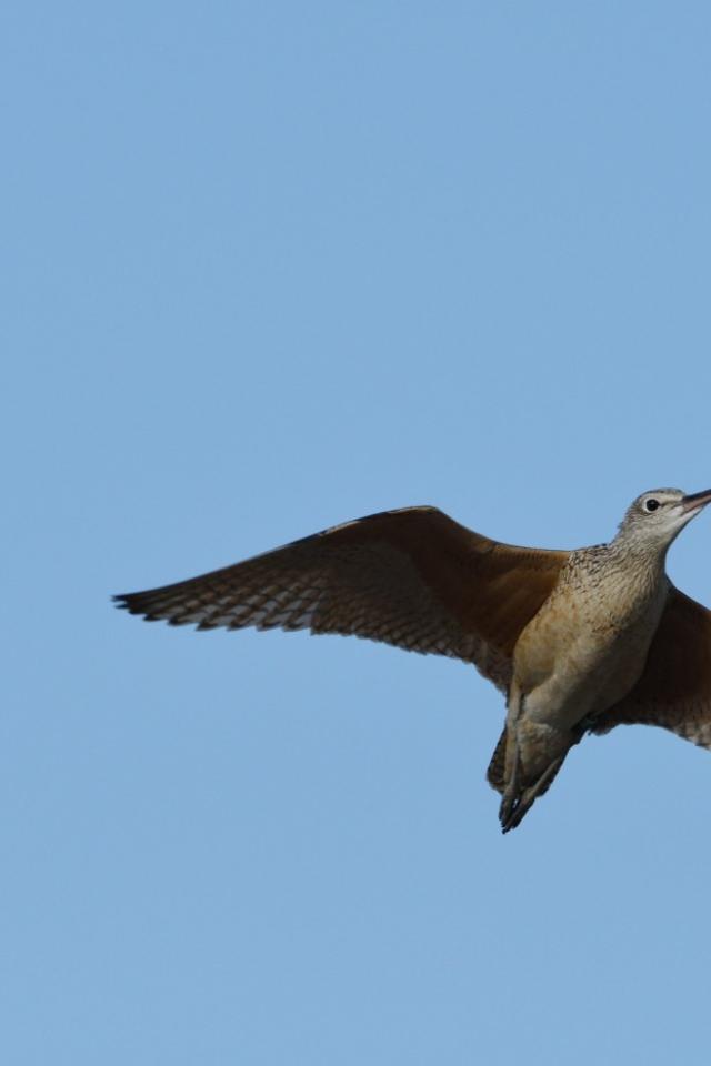 A long-billed curlew bird in flight in a clear blue sky