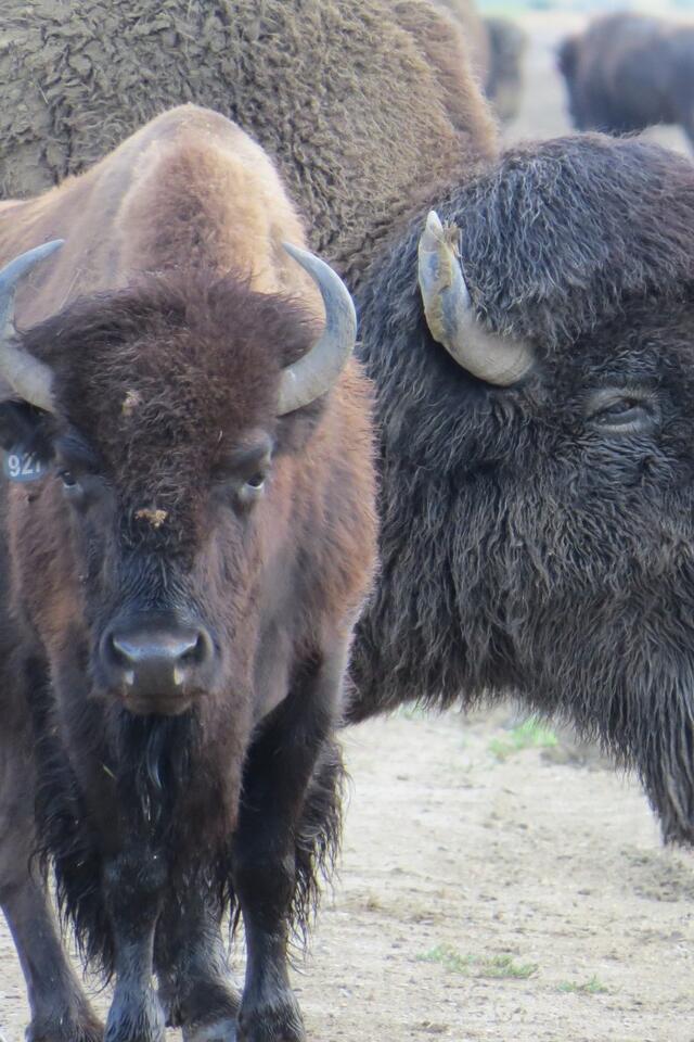 A male bison stands close behind a female, guarding her from potential competitors during rut.