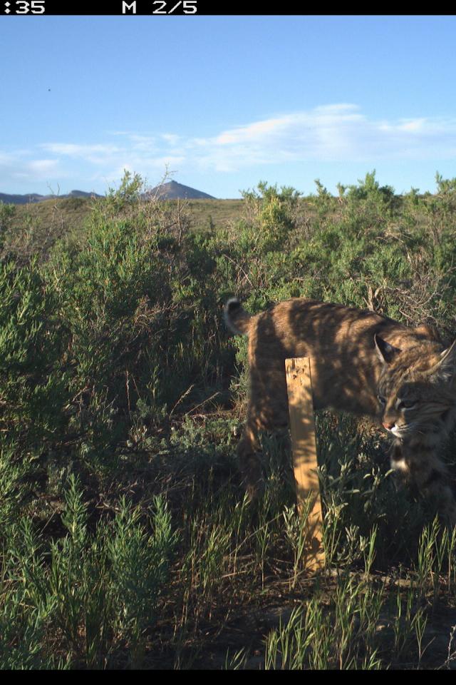 A bobcat walking through an area with tall shrubs and grasses on a sunny day