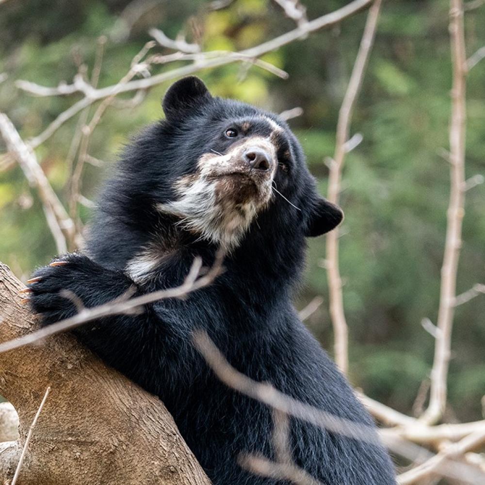 Andean bear cub Ian in a tree.