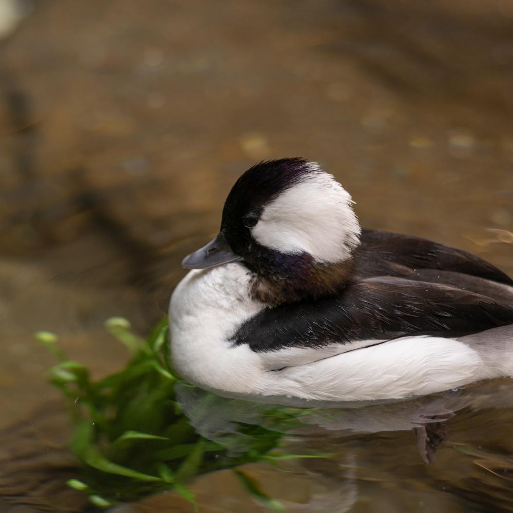 A black-and-white bufflehead paddles across the large pond at the Prairie Pothole aviary.