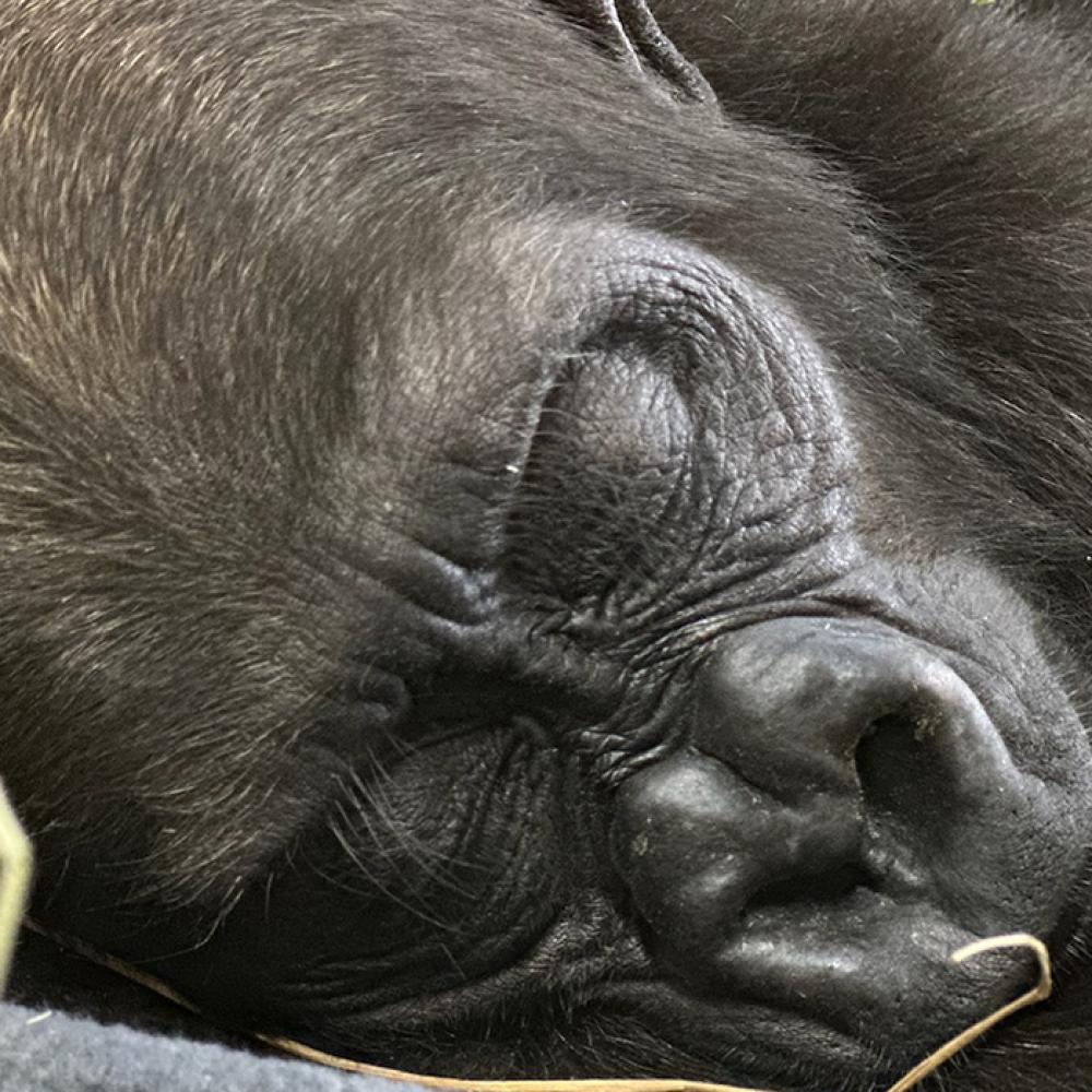 Closeup of a baby gorilla in a bed of hay.
