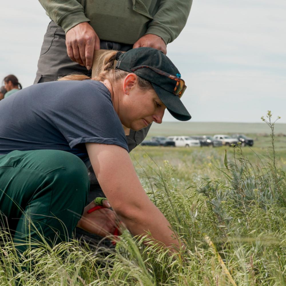 Biologist Jessica Alexander of the Smithsonian's Great Plains Science Program clipping grass at American Prairie in Montana