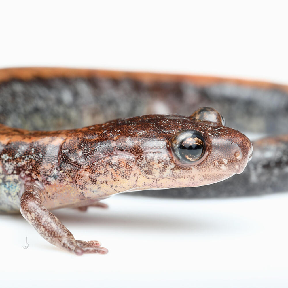 Side view of an Eastern red-backed salamander.