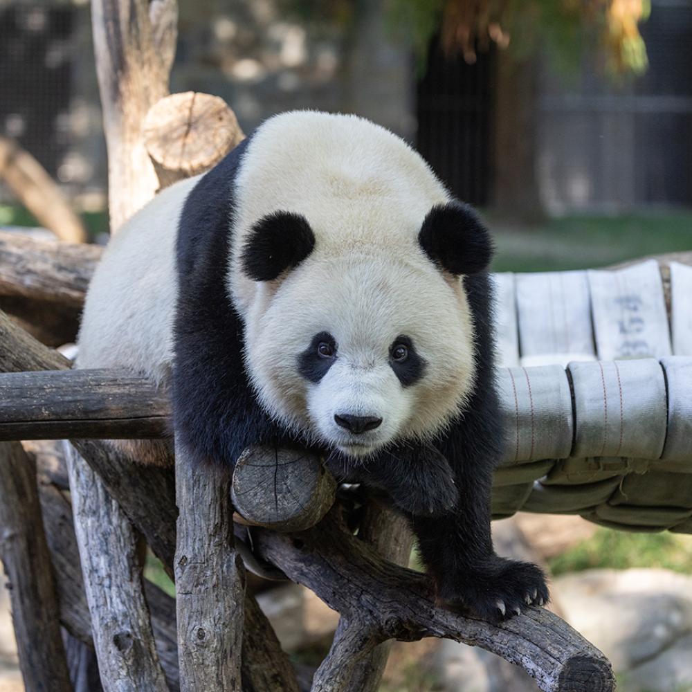 A playful panda flops over a wooden climbing structure, with half of his body hanging on each side.