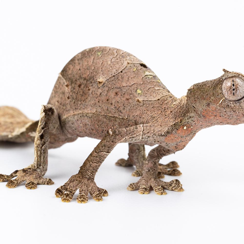 A gecko that looks like a dried leaf.